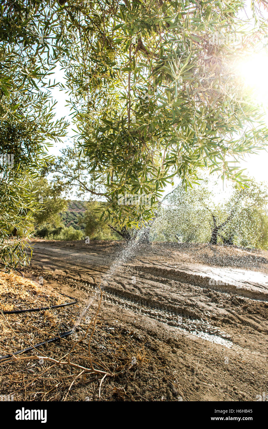Olive trees and irrigation systems Stock Photo Alamy