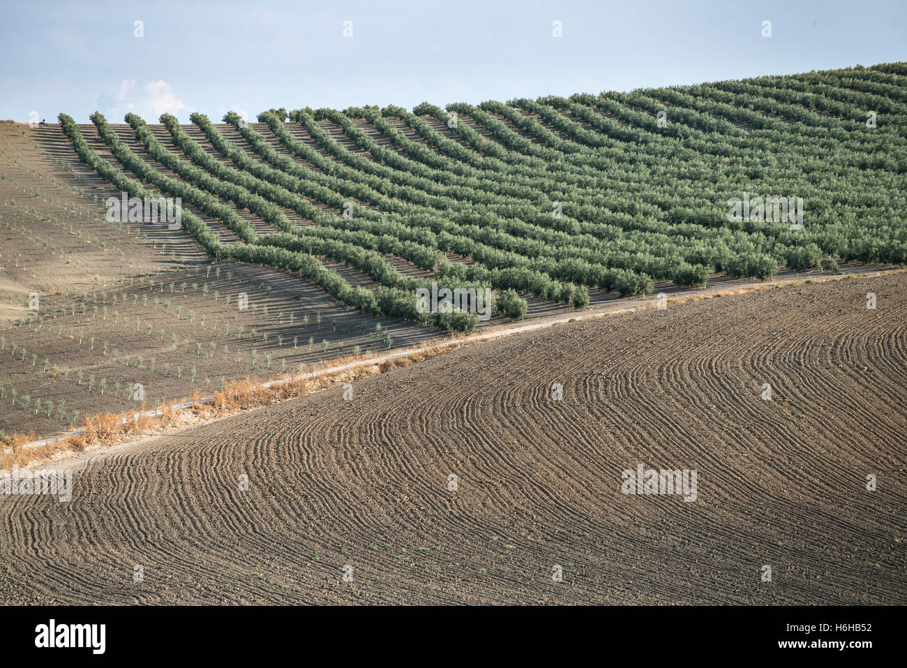 Olive farm. Olive trees in row and blue sky Stock Photo Alamy