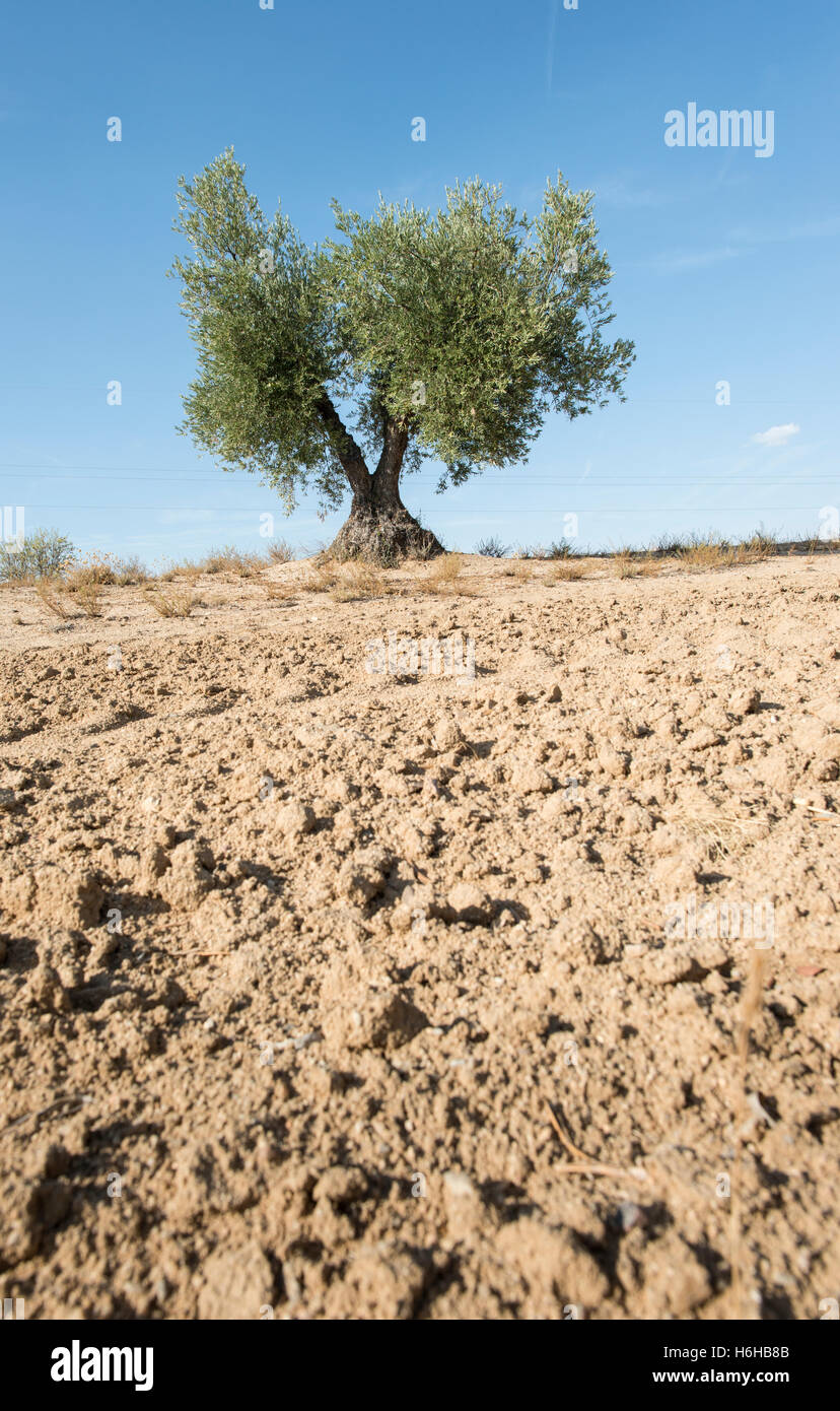 One olive tree and plowed soil Stock Photo Alamy