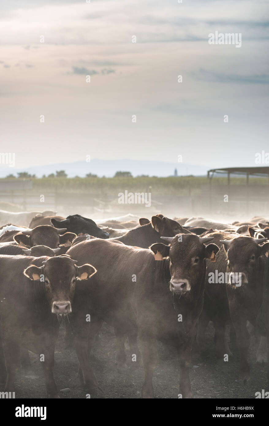 Calves in farm for veal Stock Photo Alamy