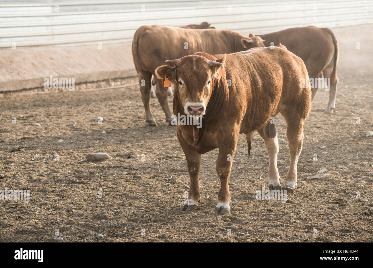 One bull in farm. Close up Stock Photo