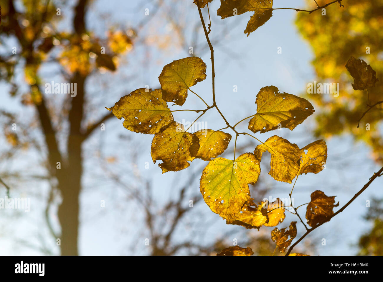 Autumn leaves close up with golden sunshine Stock Photo - Alamy