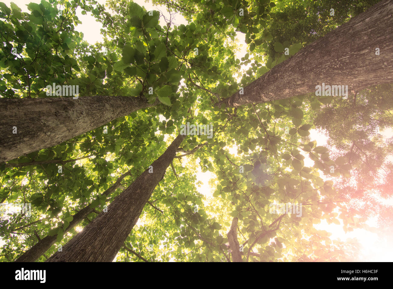 view of green trees with lens flare Stock Photo - Alamy