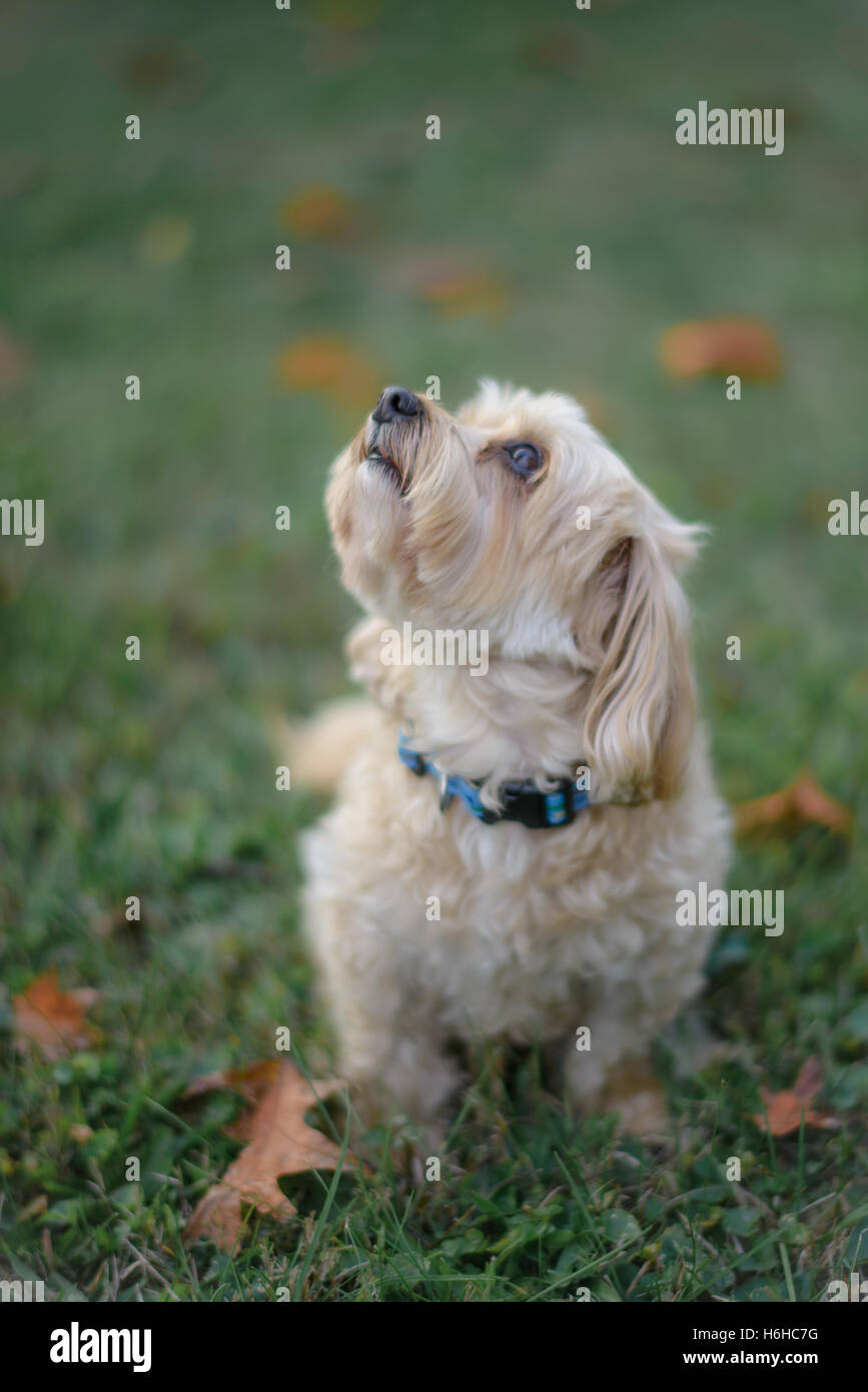 Small dog look up at her master Stock Photo - Alamy