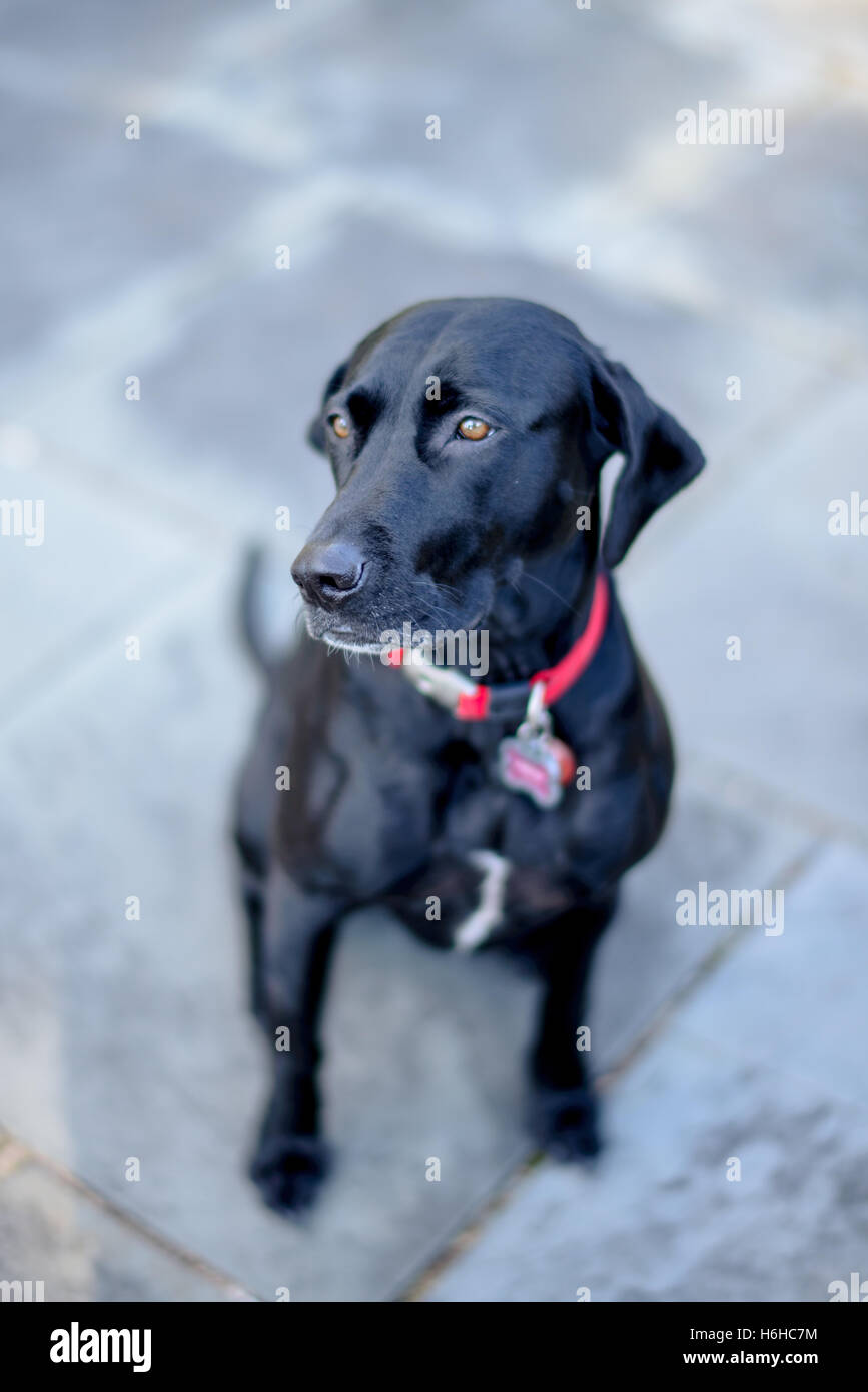 Black dog sitting on flagstone Stock Photo