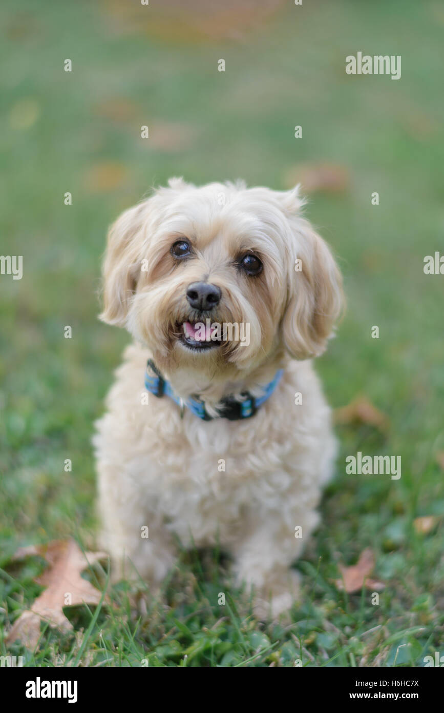 Small cute dog outside Stock Photo Alamy