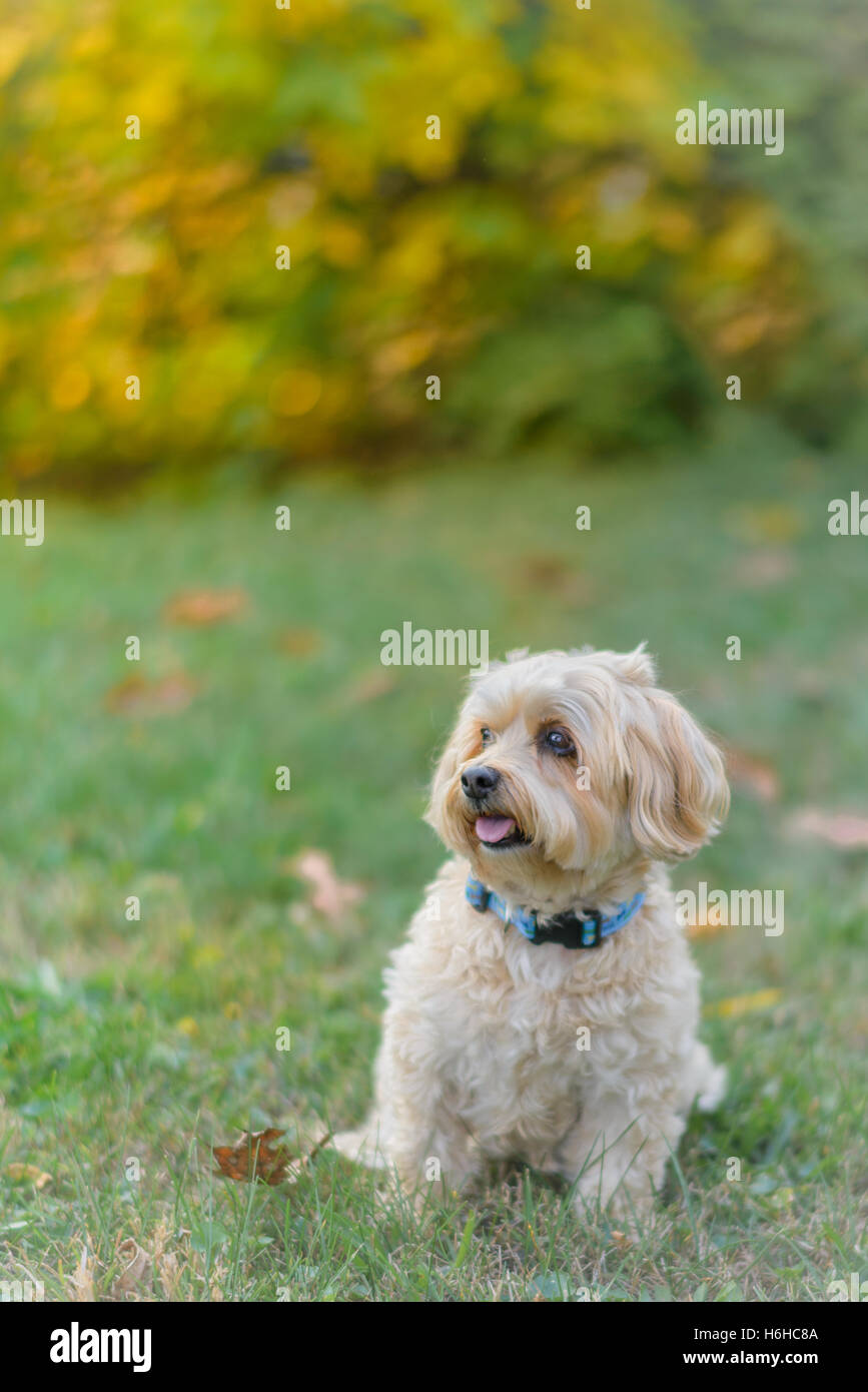 Small dog on a lawn Stock Photo