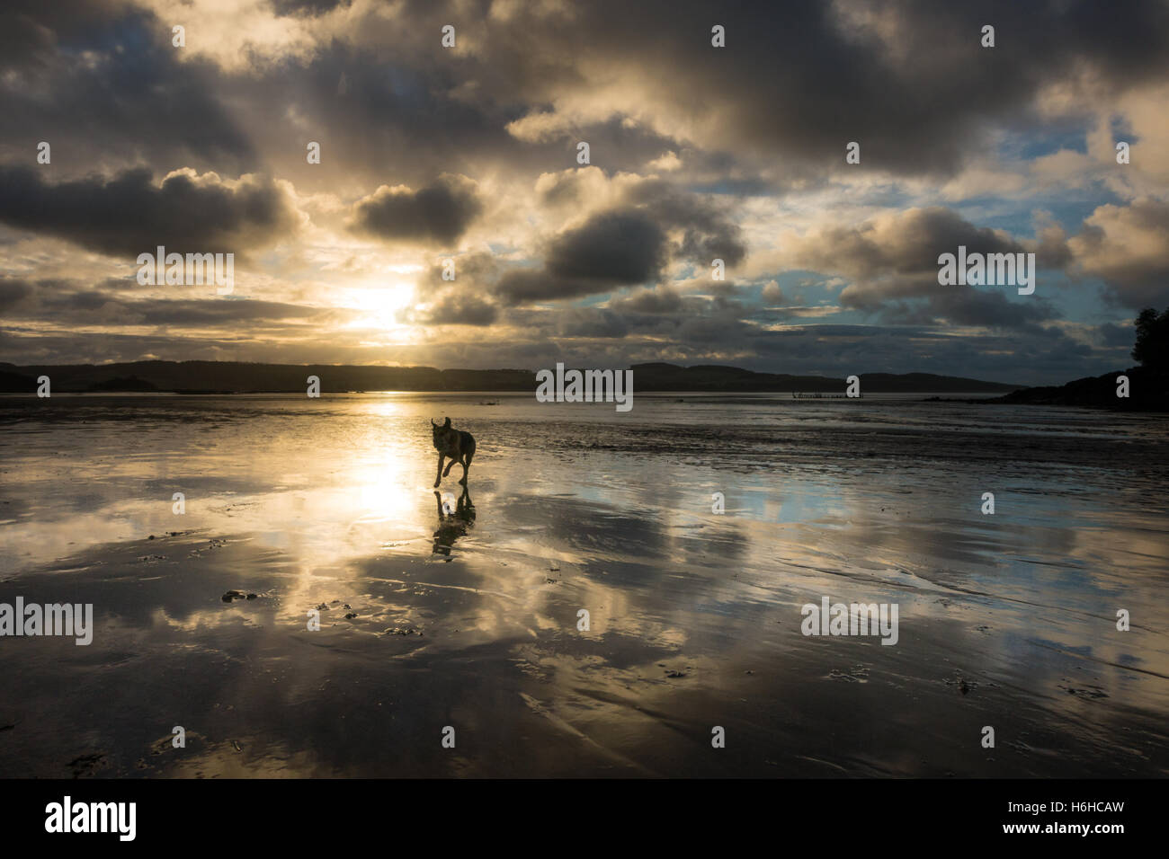 Dog playing on the beach at sunrise with a beautiful reflection of the clouds, Dhoon Beach, Kirkcudbright, Scotland, UK Stock Photo