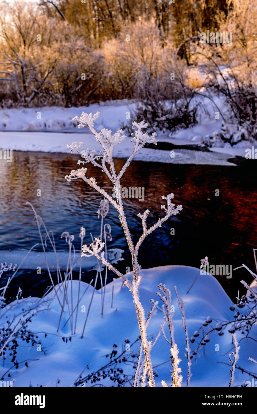Winter sunny landscape with river and forest Stock Photo - Alamy