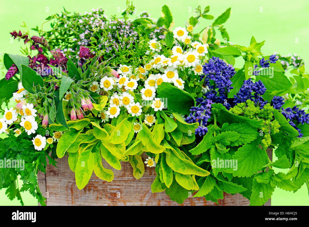 Various fresh herbs and medicinal plants in a wooden crate against a green background Stock Photo