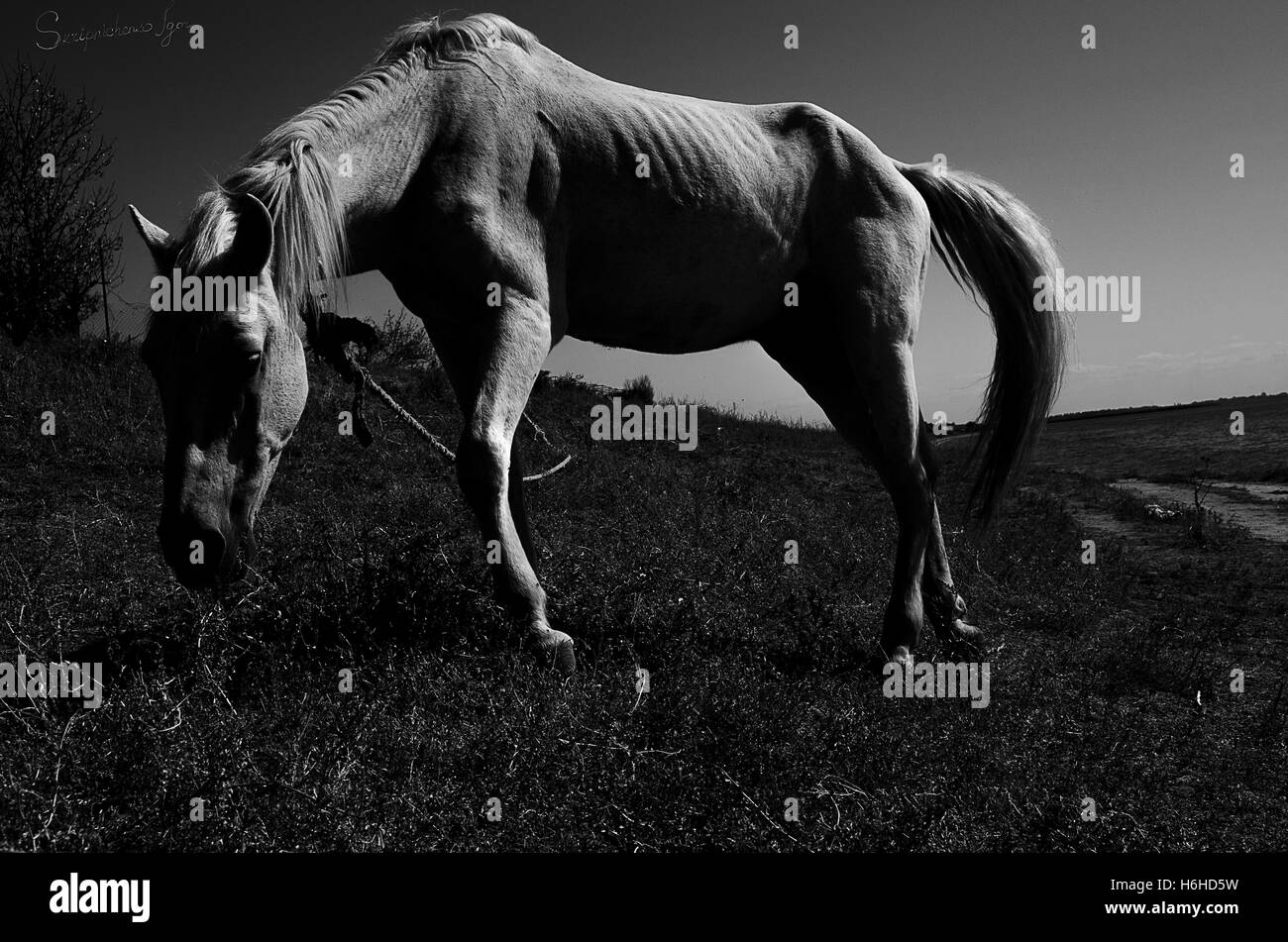 White horse in field Stock Photo Alamy