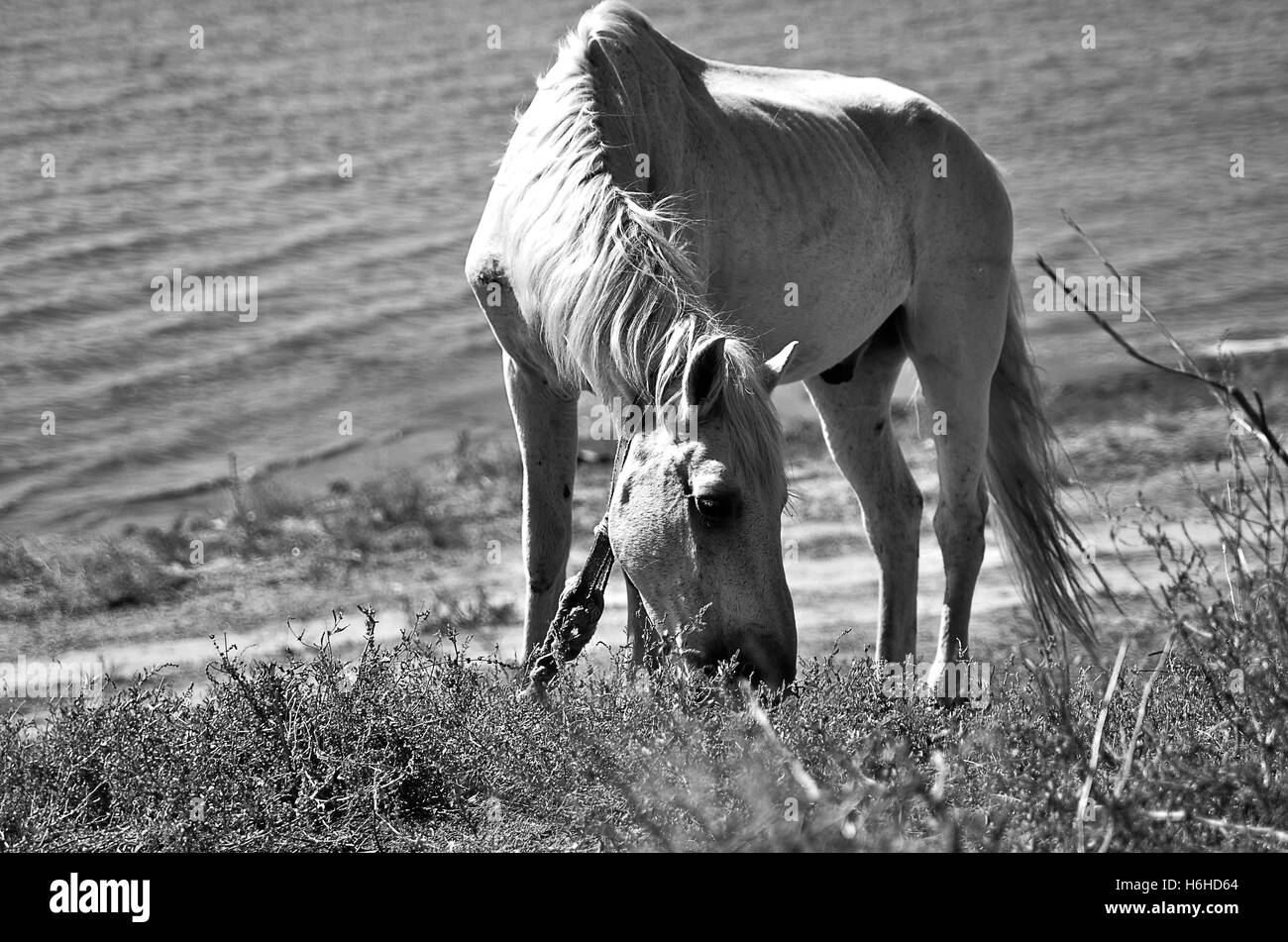 White horse on the river bank Stock Photo Alamy