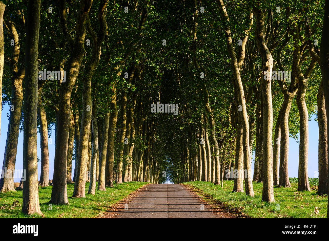 A tree lined country road in France Stock Photo