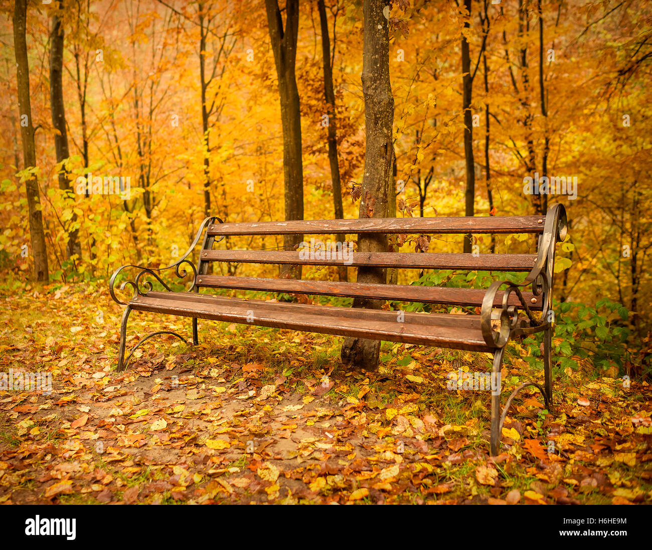 Wooden bench in the park at autumn Stock Photo - Alamy