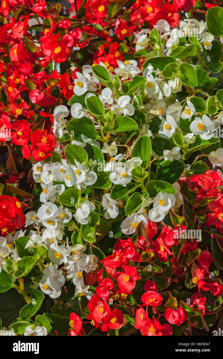 Red and white begonias (Begonia) blooming in Germany Stock Photo