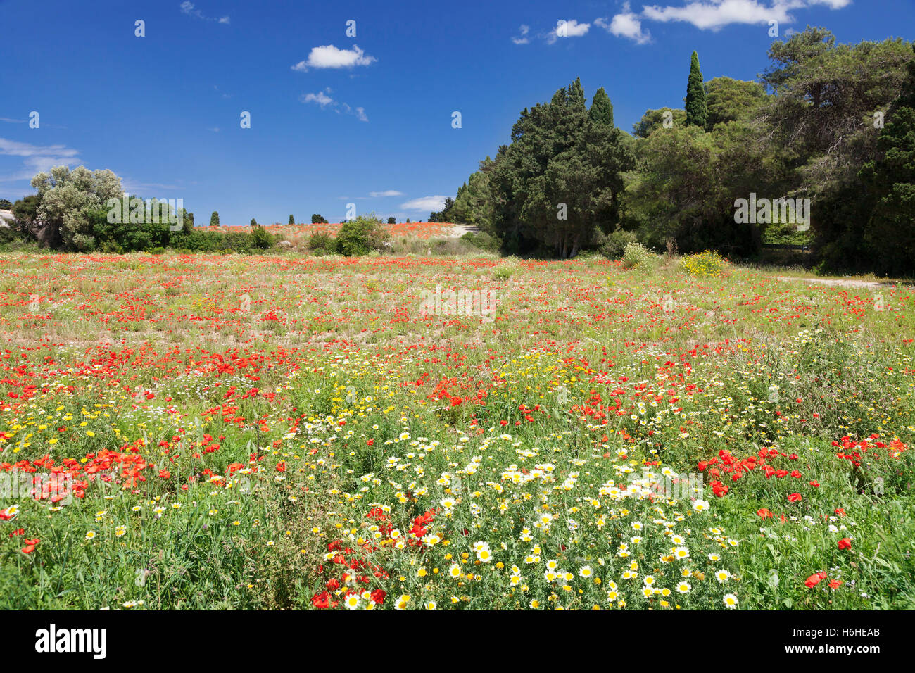 Italian wildflowers hi-res stock photography and images - Alamy