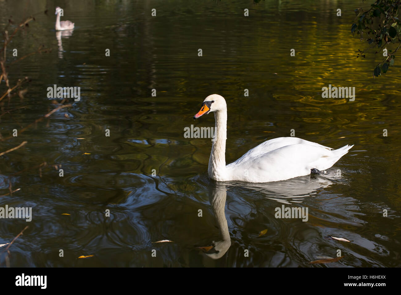 White Swan swimming in the pond Stock Photo - Alamy