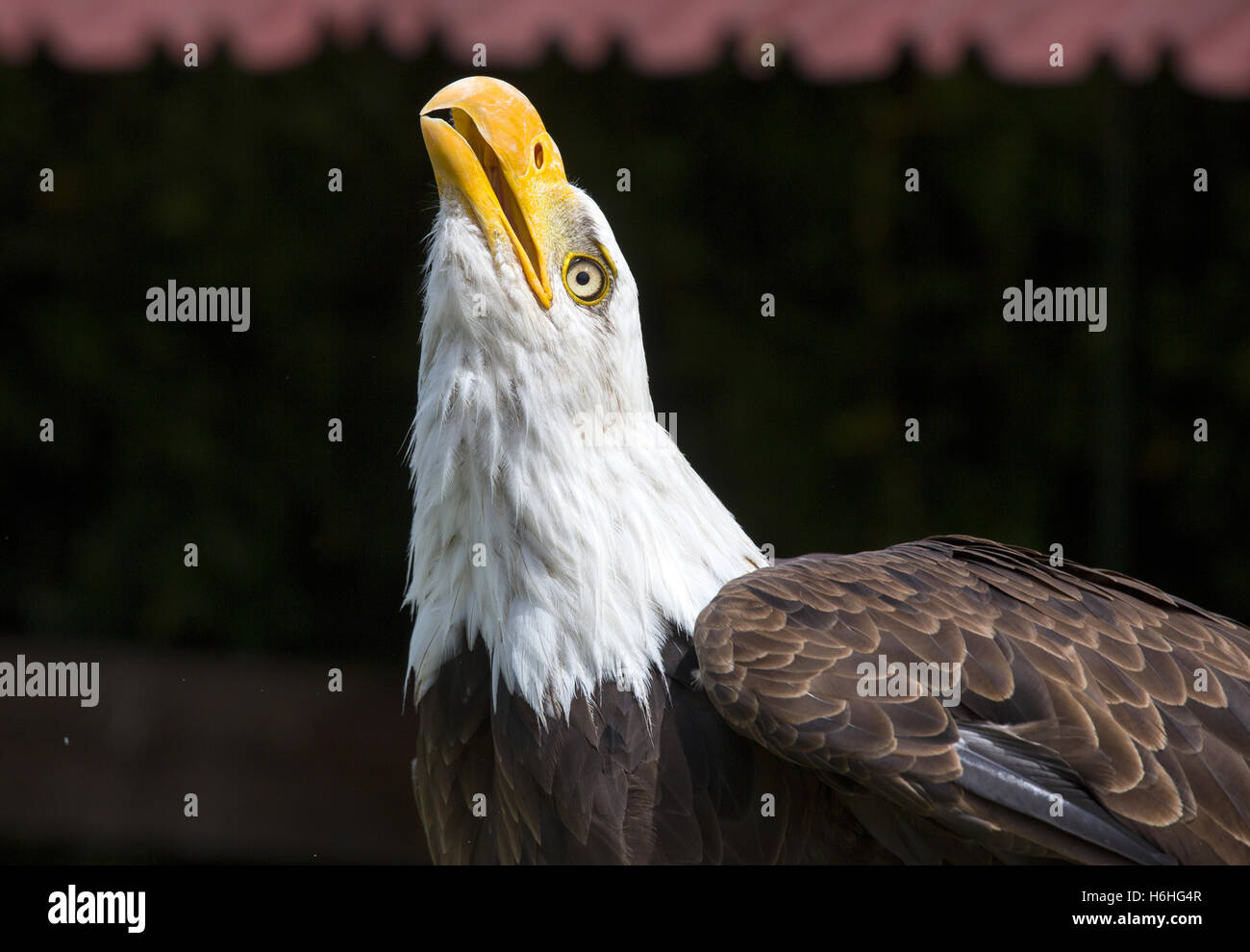 Beautiful north american bald eagle. Stock Photo