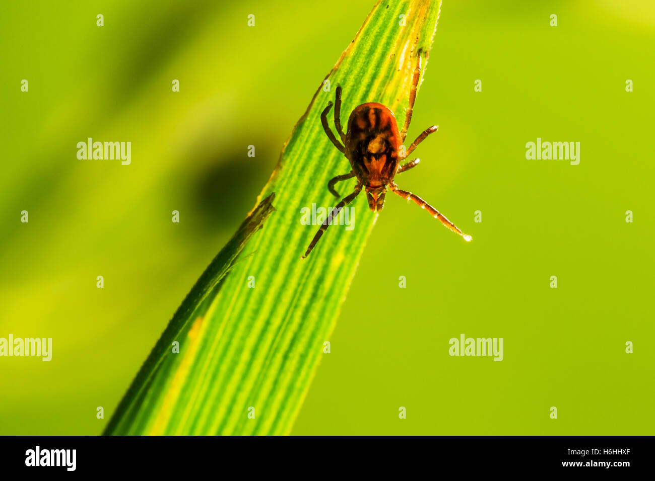 The castor bean tick Stock Photo