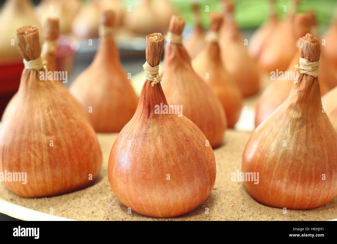 French shallot 'Hative de Niort', an exhibitor's favourte on display at a traditional English
