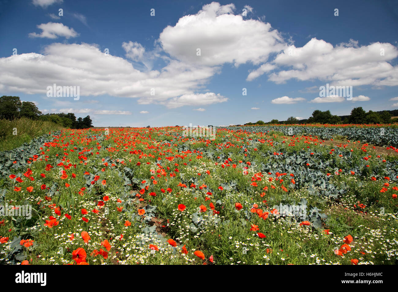 View across a poppy field in mid summer with blue skies and fluffy white clouds Stock Photo