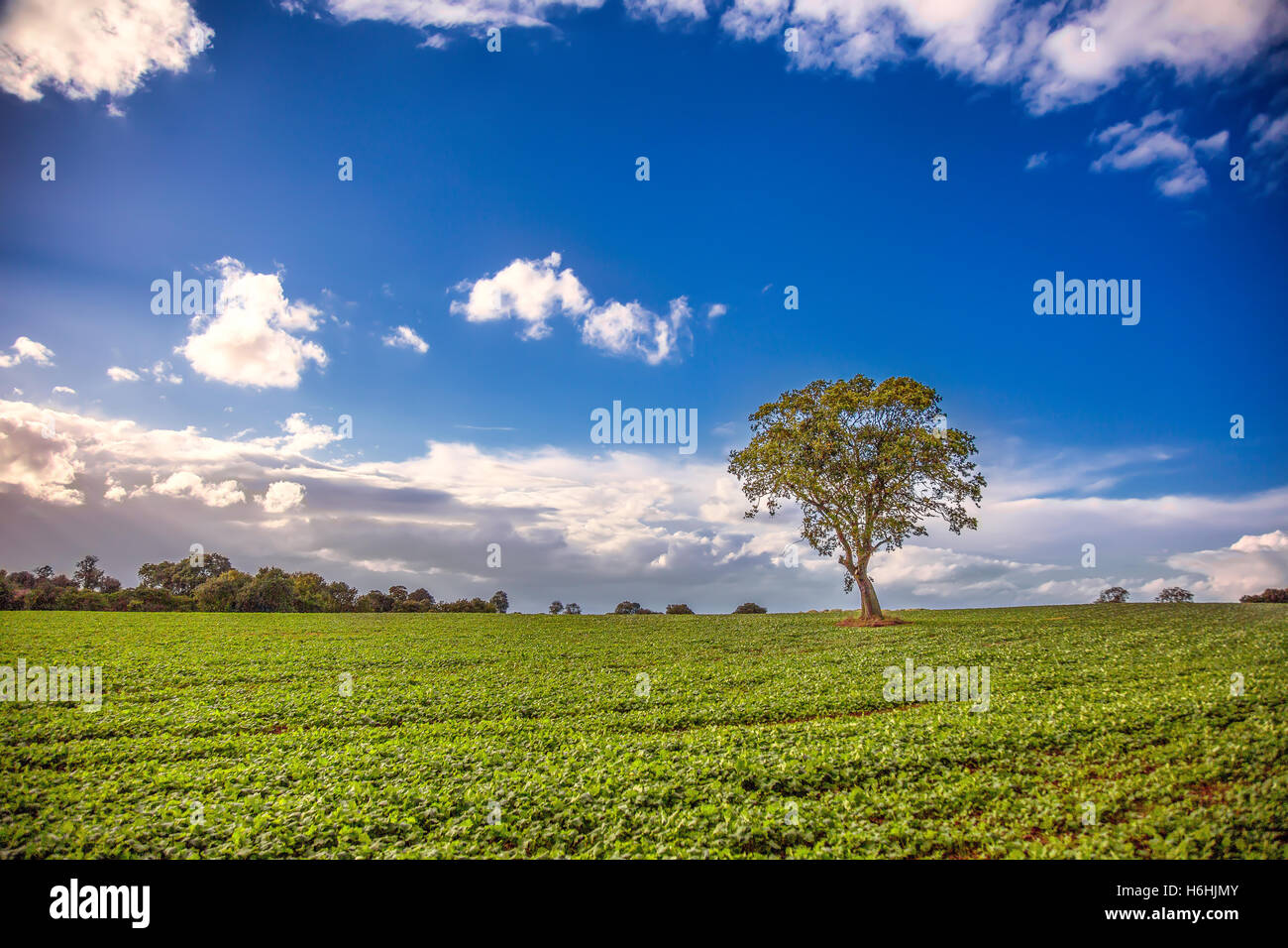 A tree on a farm under  bautiful blue sky Stock Photo