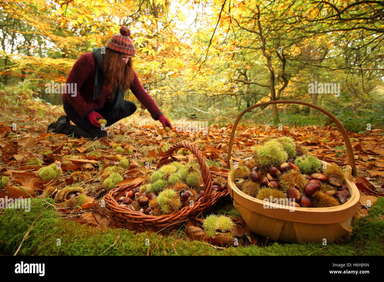 Sweet chestnuts (castanea sativa) are collected from the floor an ancient deciduous woodland in Sheffield, England UK - October Stock Photo