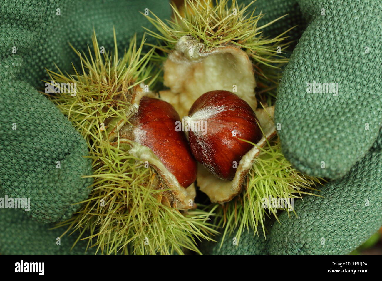 Sweet chestnuts (castanea sativa) in their spiny cupules, freshly gathered in an ancient woodland, are opened to reveal the edible nuts, autumn, UK Stock Photo