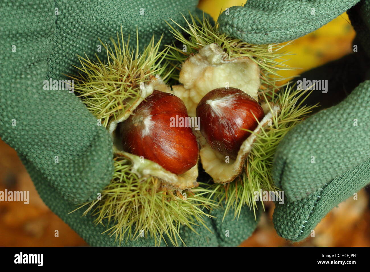 Sweet chestnuts (castanea sativa) in their spiny cupules, freshly gathered in an ancient woodland, are opened to reveal the edible nuts, autumn, UK Stock Photo
