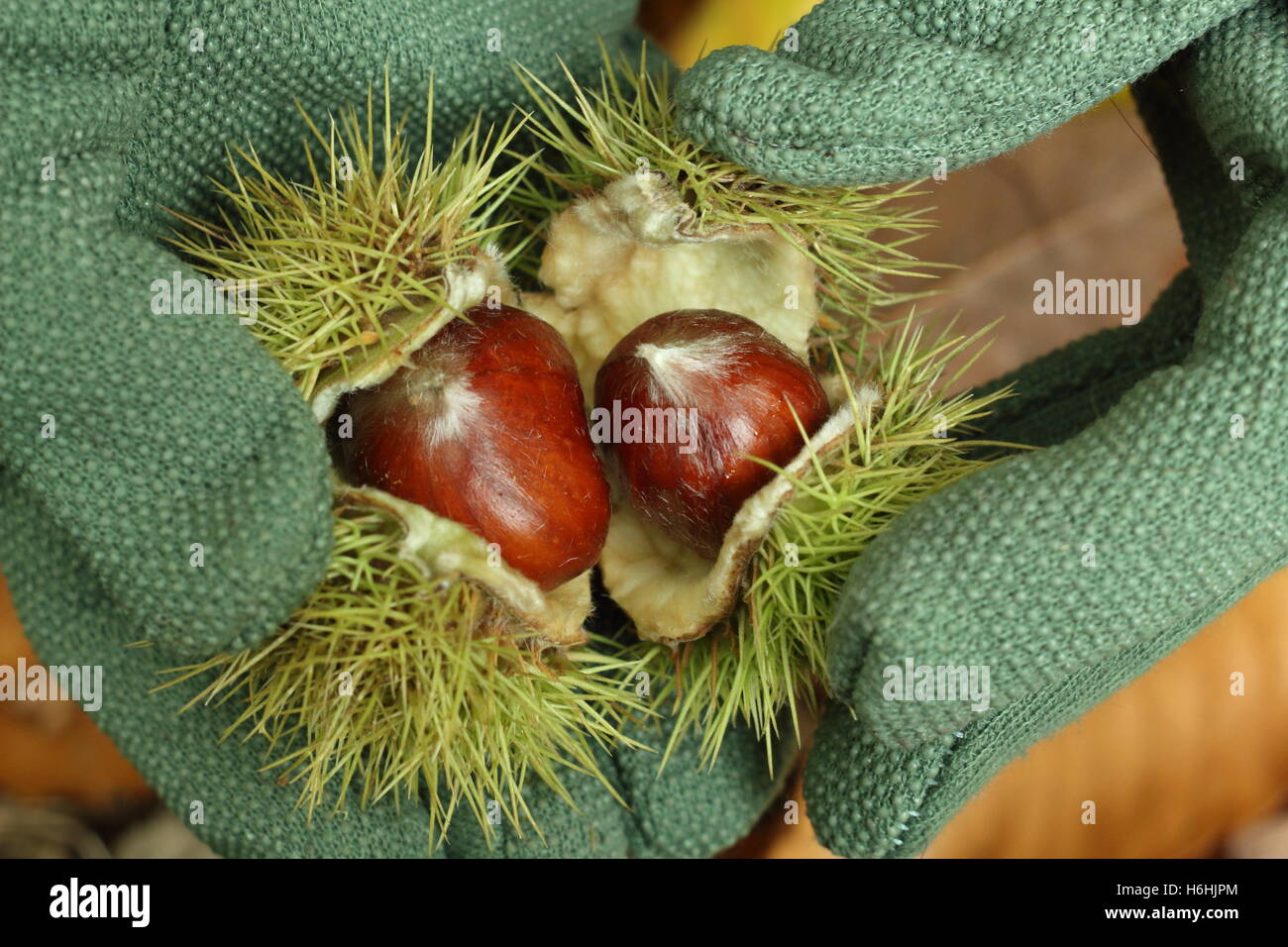 Freshly gathered sweet chestnuts (castanea sativa) are opened in ancient woodland in autumn, England, UK Stock Photo