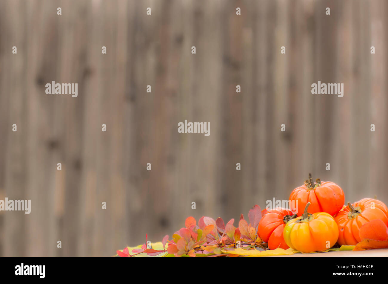 Autumn Backdrop Stock Photo