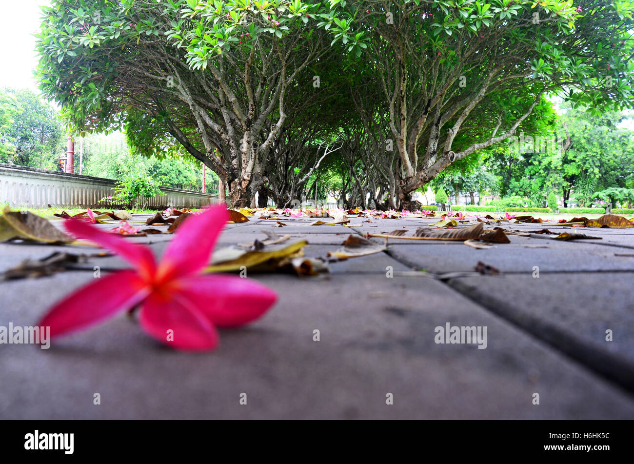 Frangipani Trees Stock Photos Frangipani Trees Stock - 