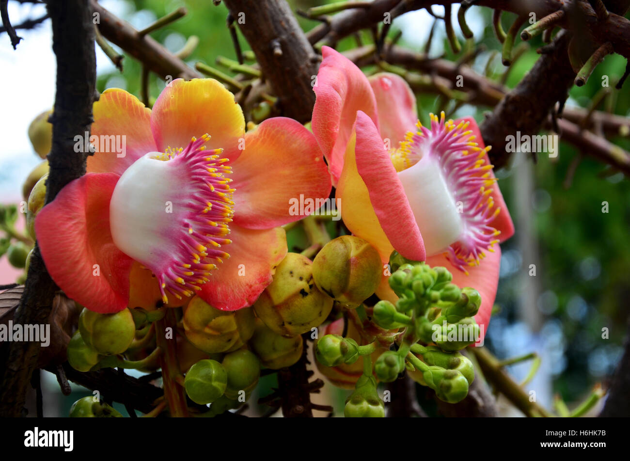 Sala flora or Shorea robusta flower on Cannonball Tree and the sal tree is revered by many Buddhist people around the world. Stock Photo