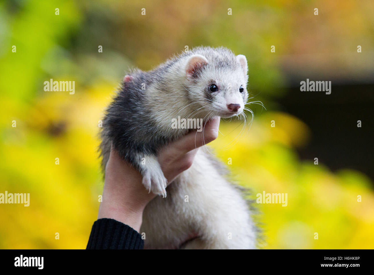 Hiding ferret hires stock photography and images Alamy
