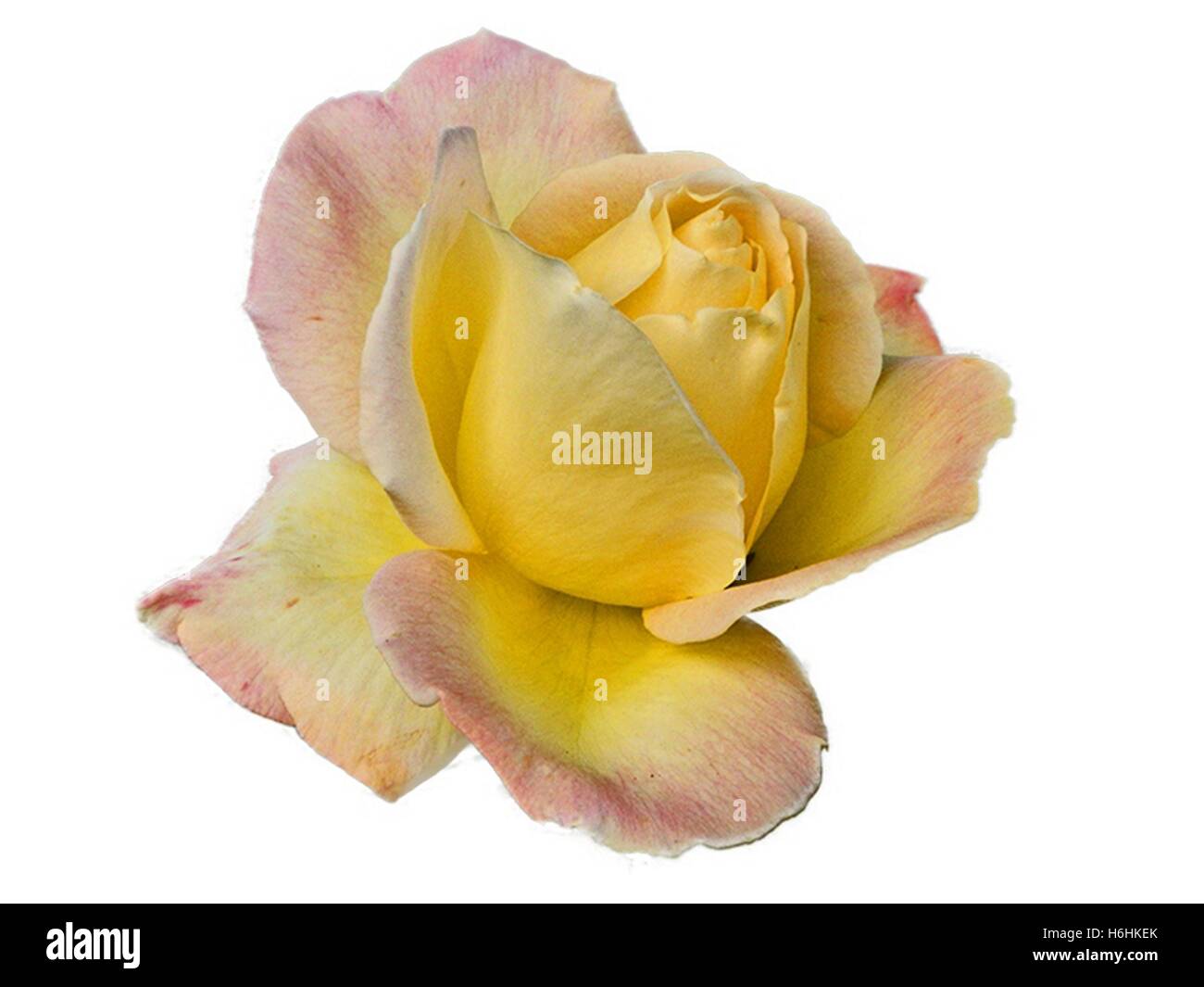 Beautiful yellow rose flower on a white background Stock Photo Alamy