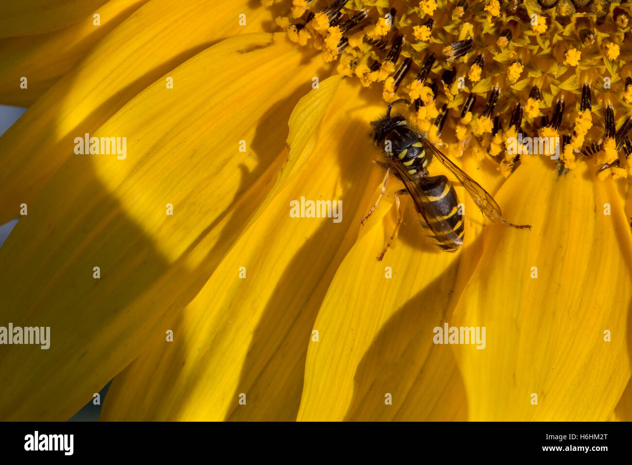 bee collects pollen on a flower sunflower Stock Photo - Alamy