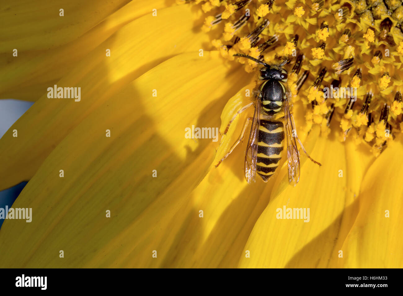 bee collects pollen on a flower sunflower Stock Photo - Alamy