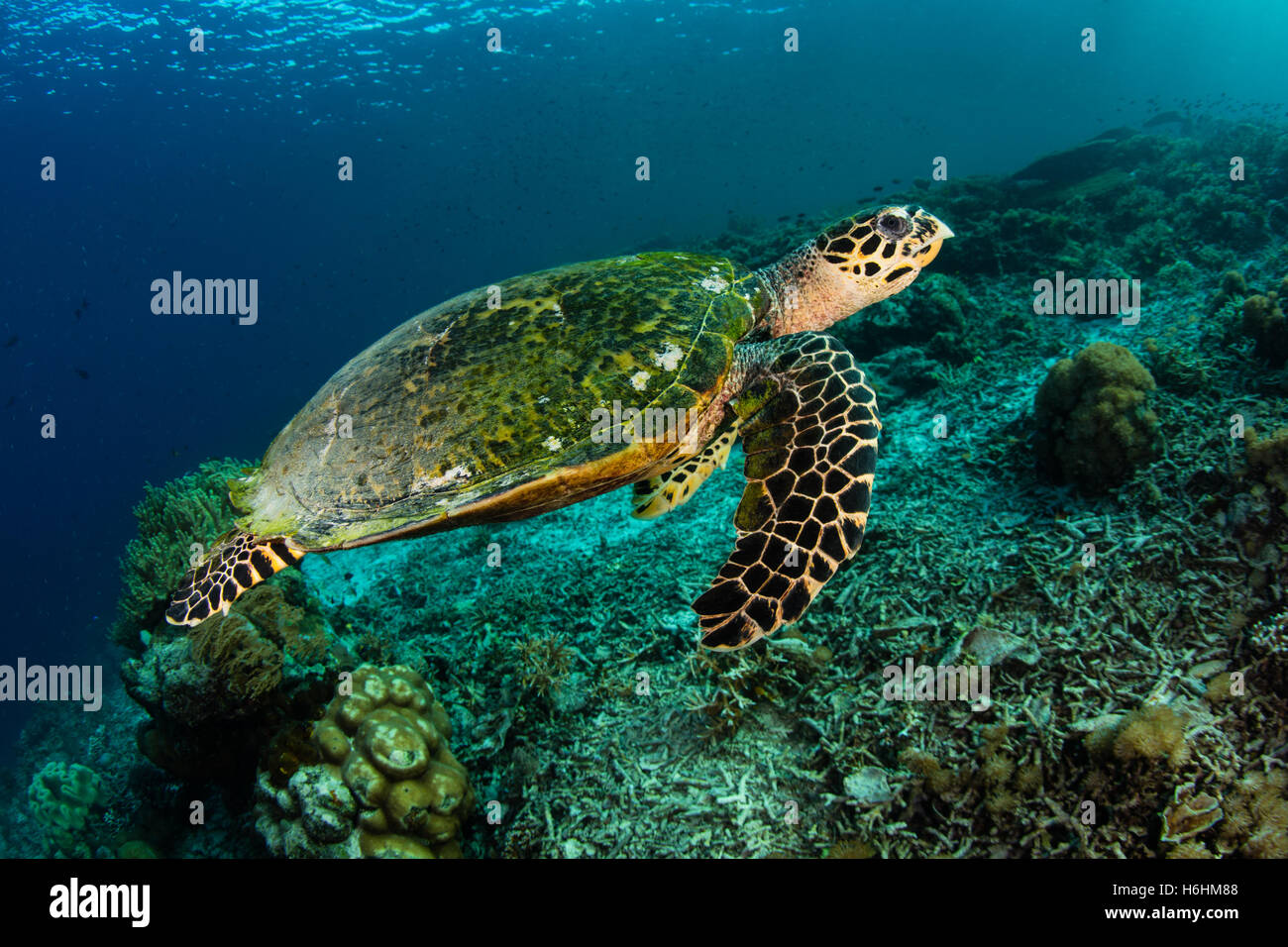 A Hawksbill sea turtle (Eretmochelys imbricata) swims over a coral reef in Indonesia. This reptile is an endangered species. Stock Photo