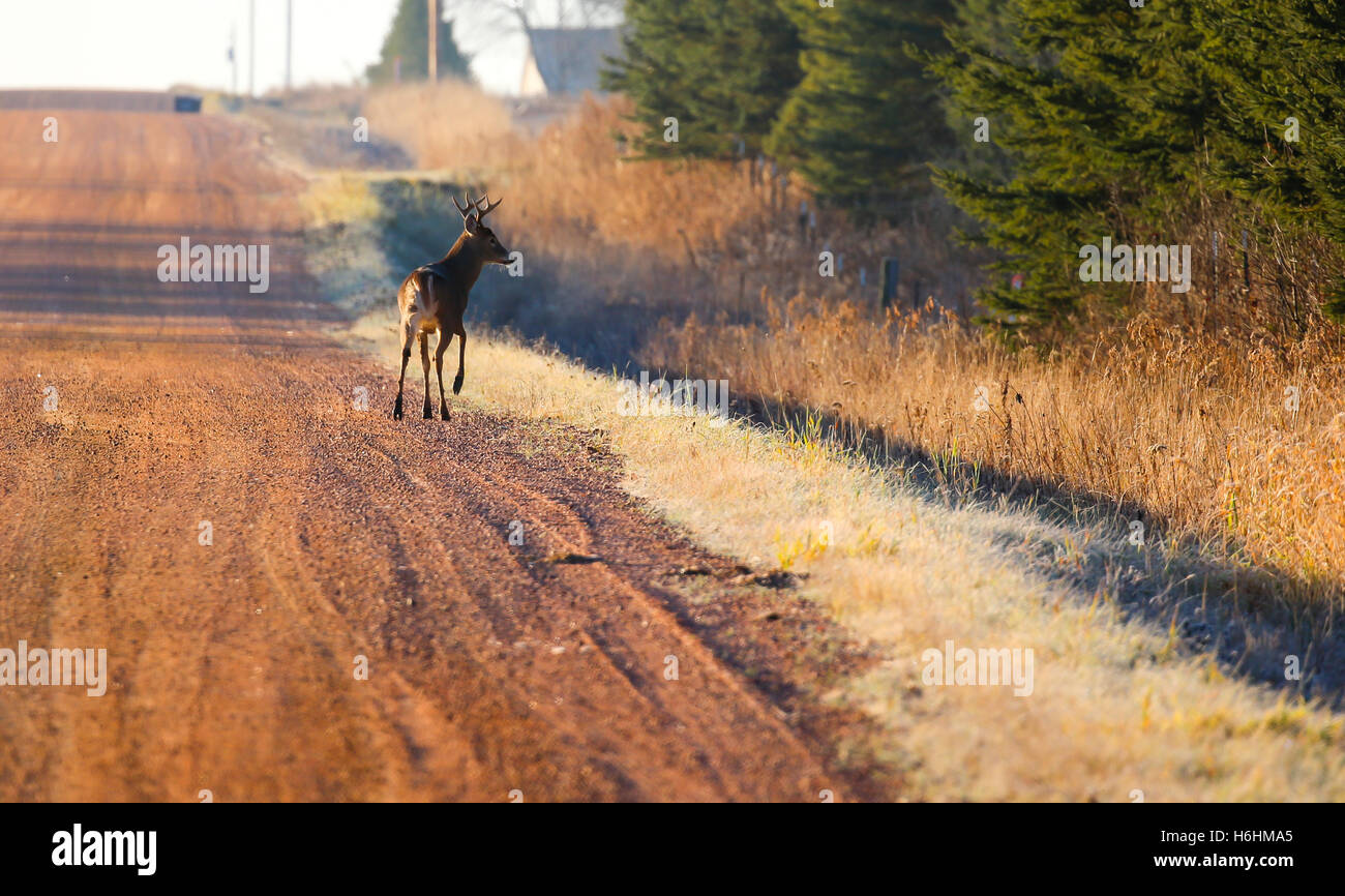 Eight point buck deer crossing a gravel road. Stock Photo