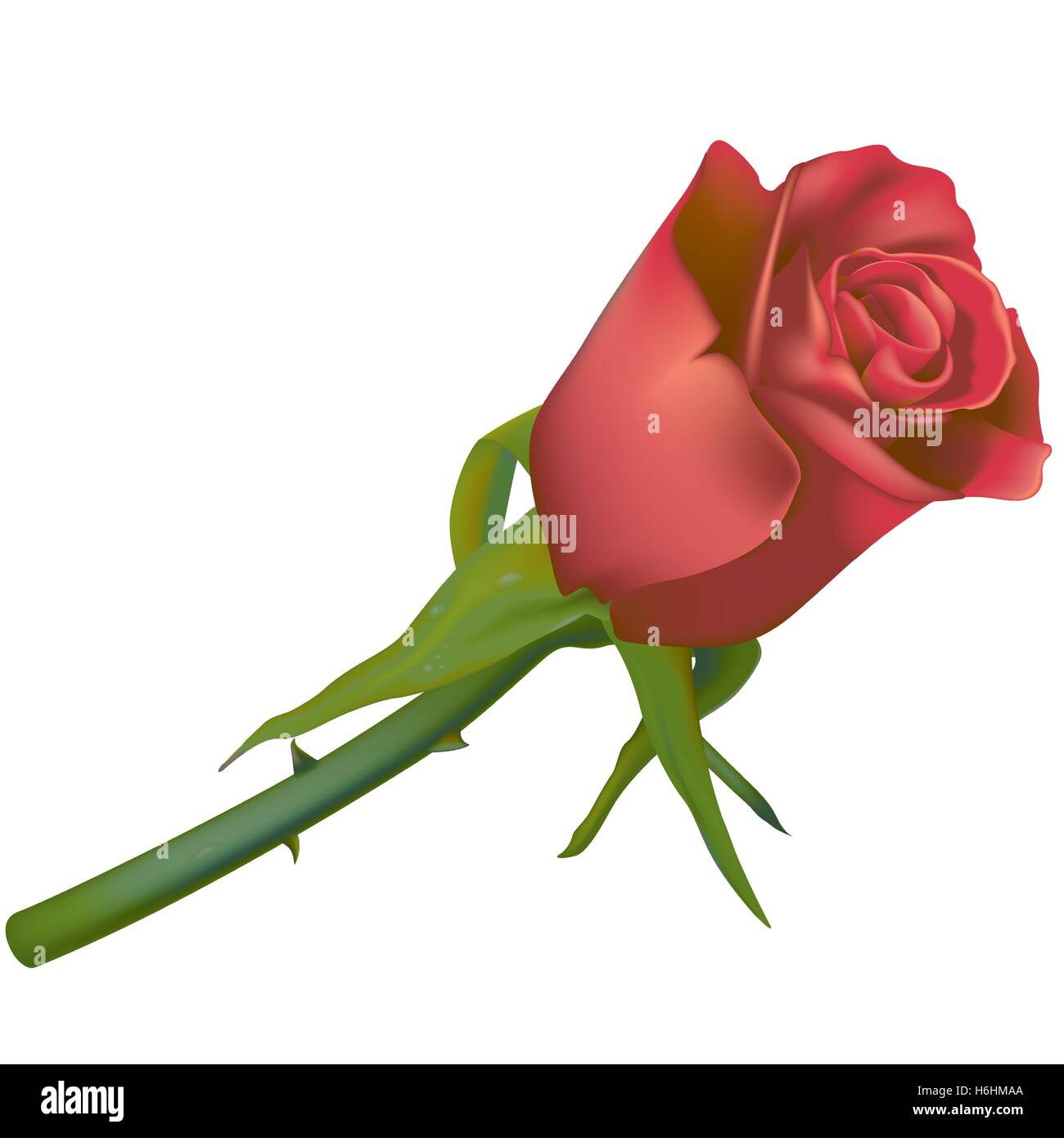 Single Red Rose Stock Vector Image & Art - Alamy