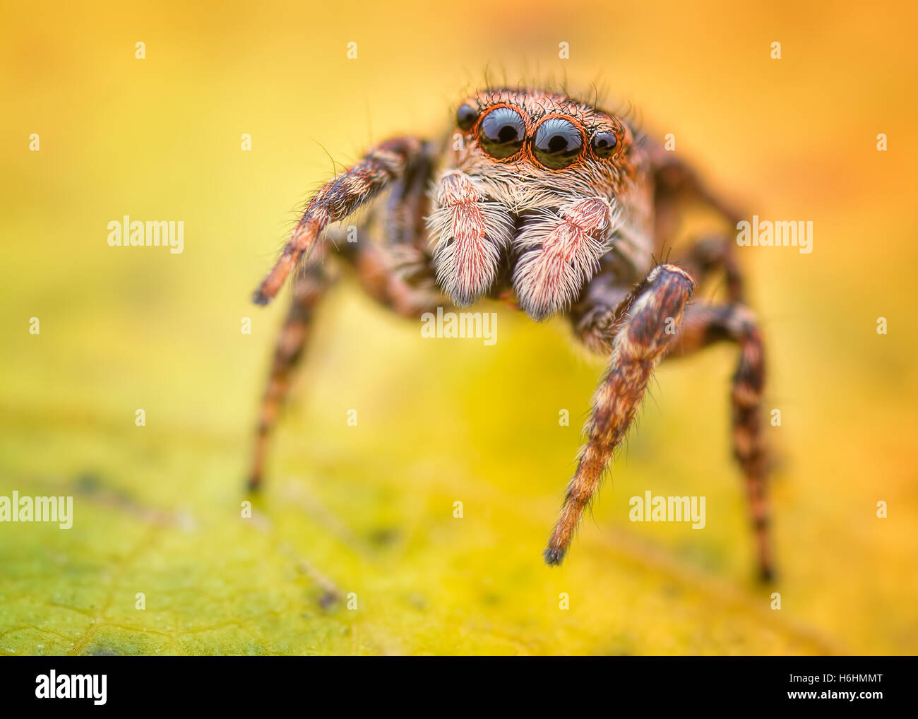 Sitticus floricola jumping spider macro Stock Photo