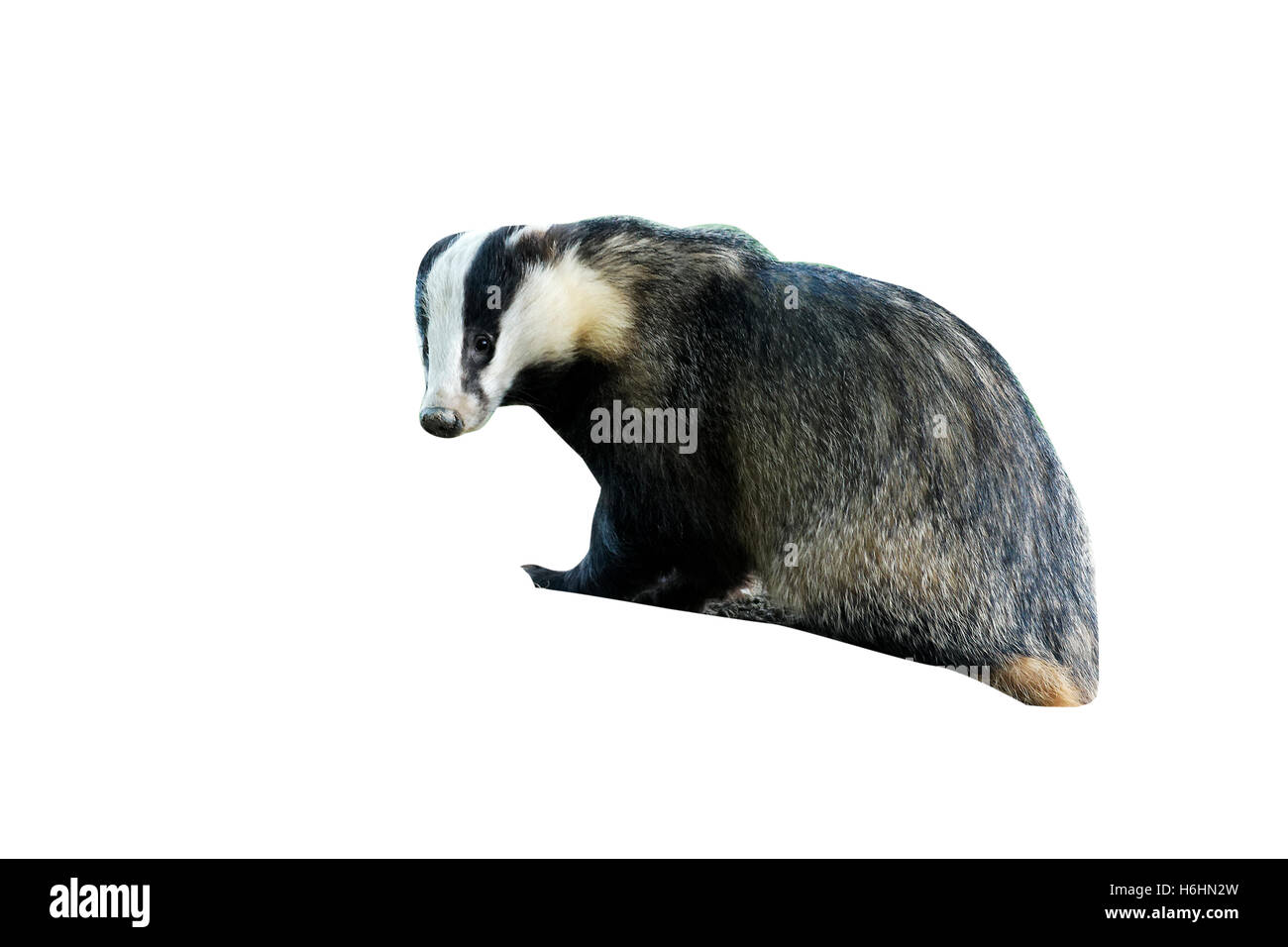 Badger, Meles meles, single mammal at dusk, Wales, May 2011 Stock Photo