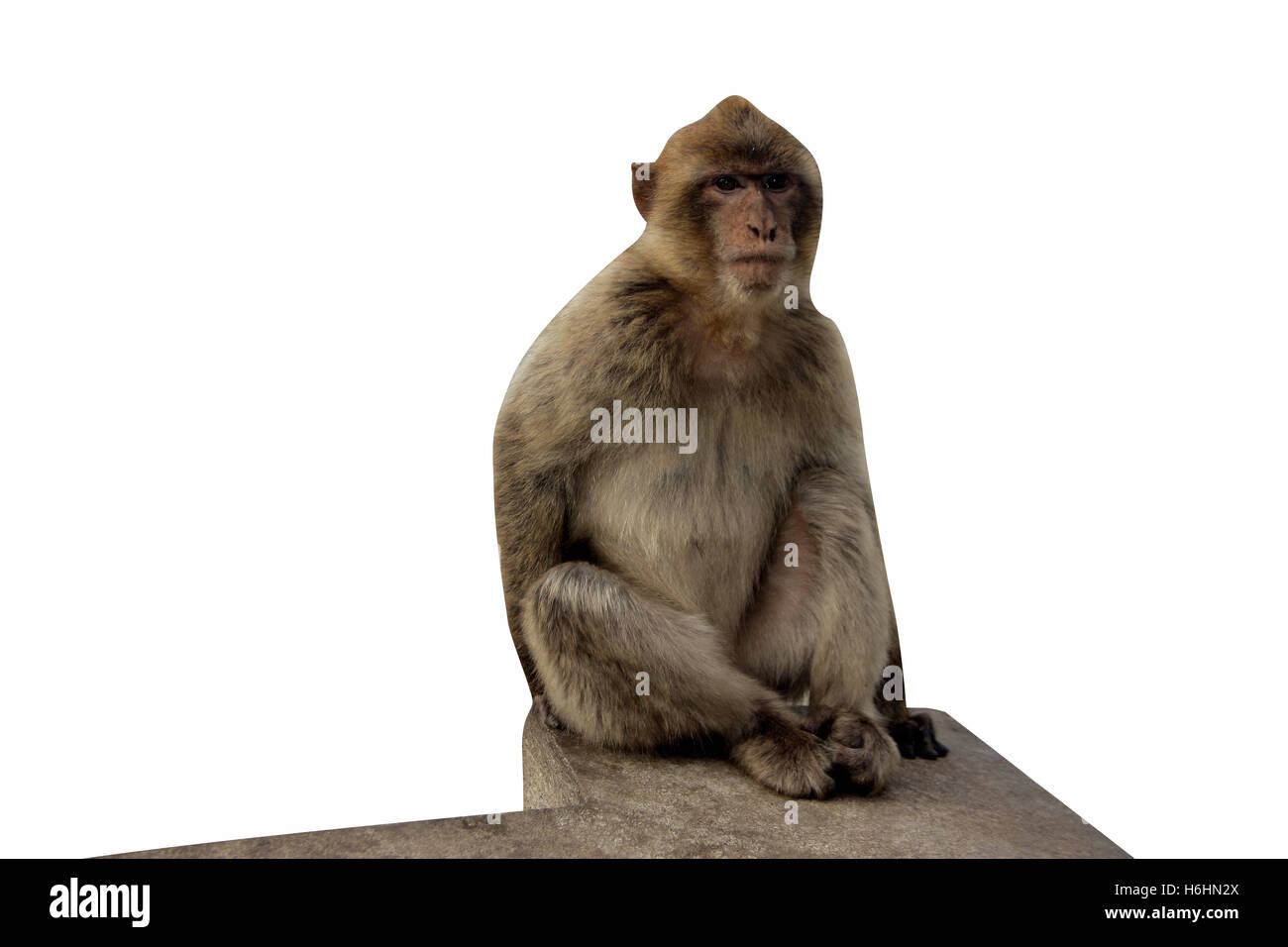 Barbary ape or macaque, Macaca sylvanus, single mammal in Gibralter Stock Photo