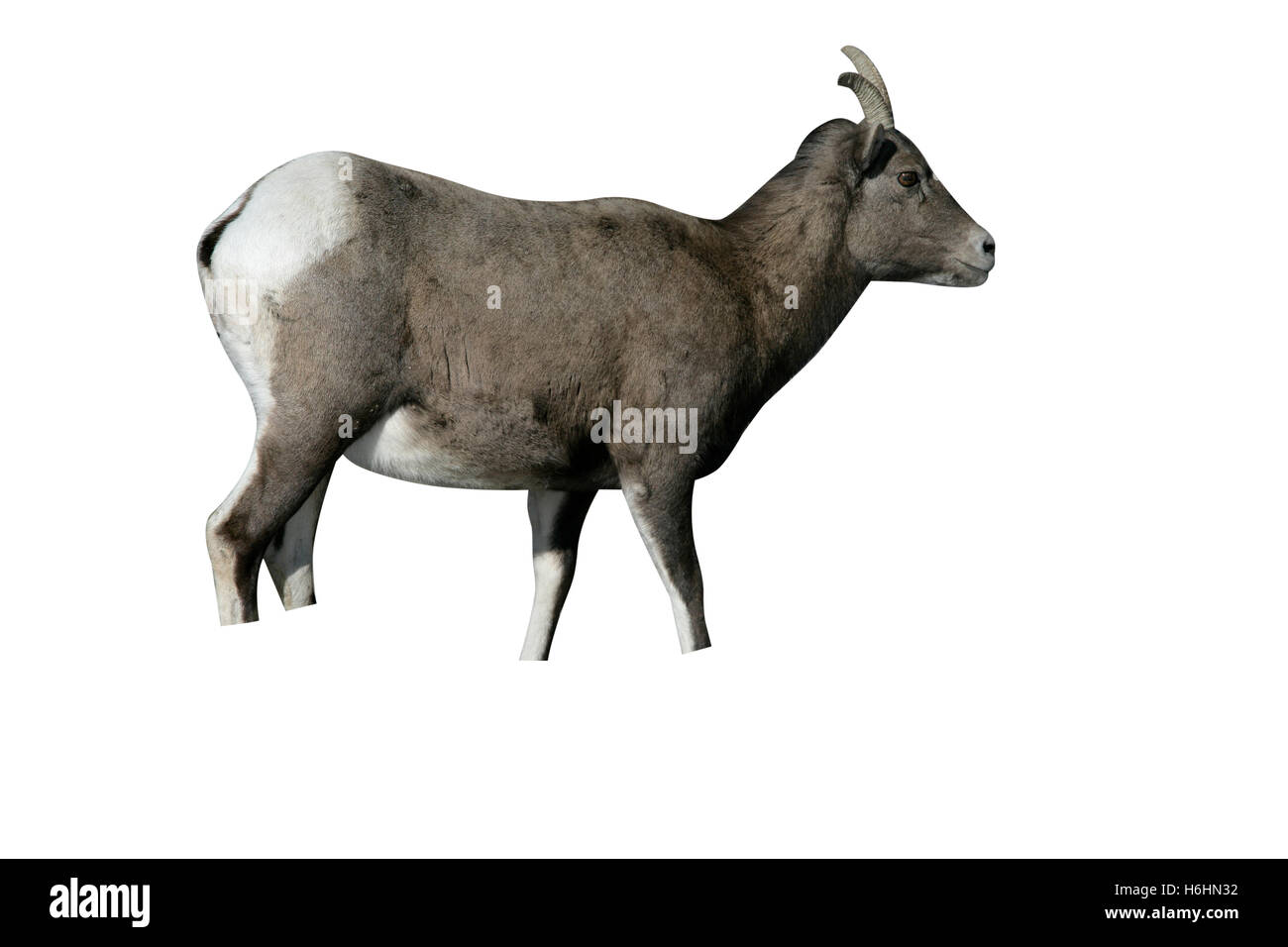 Big horn sheep, Puma concolor, single mammal in Yellowstone, USA Stock Photo