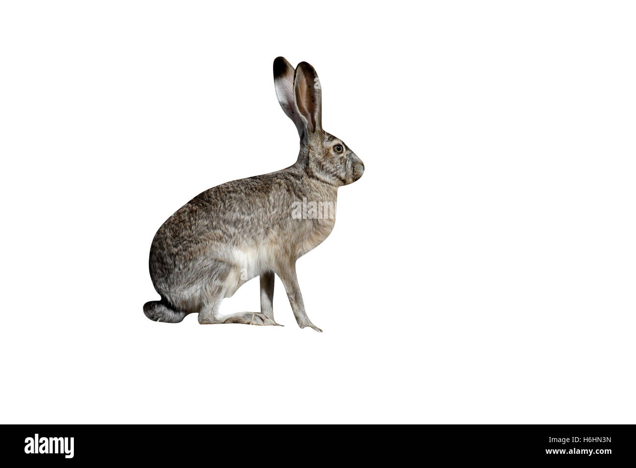 Black-tailed jack rabbit, Lepus californicus, New Mexico, USA Stock Photo