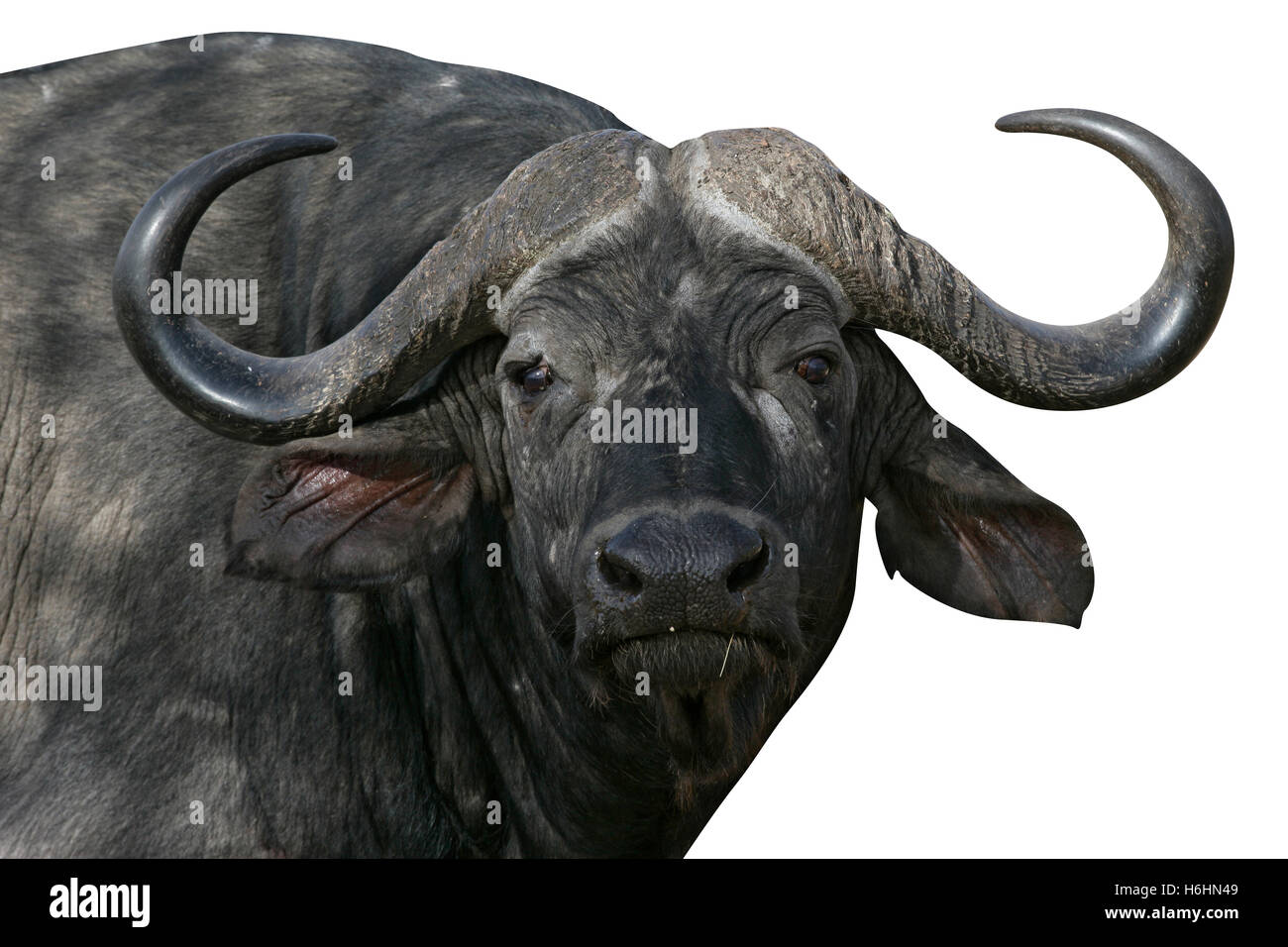 Cape buffalo, Syncerus caffer caffer, single mammal head detail ...