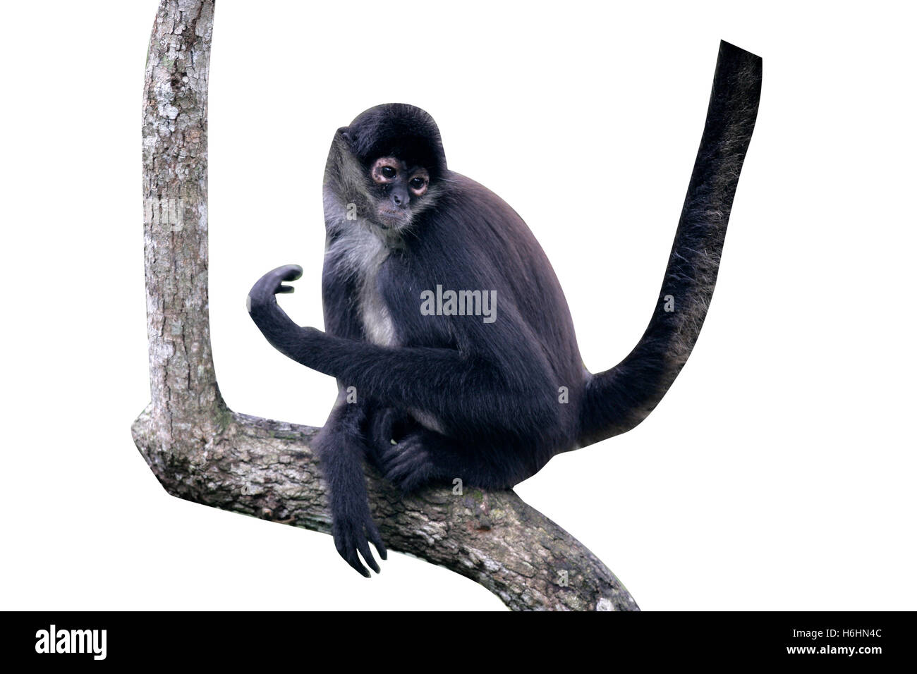Central American Spider Monkey or Geoffroys spider monkey, Ateles geoffroyi, single mammal on branch Stock Photo