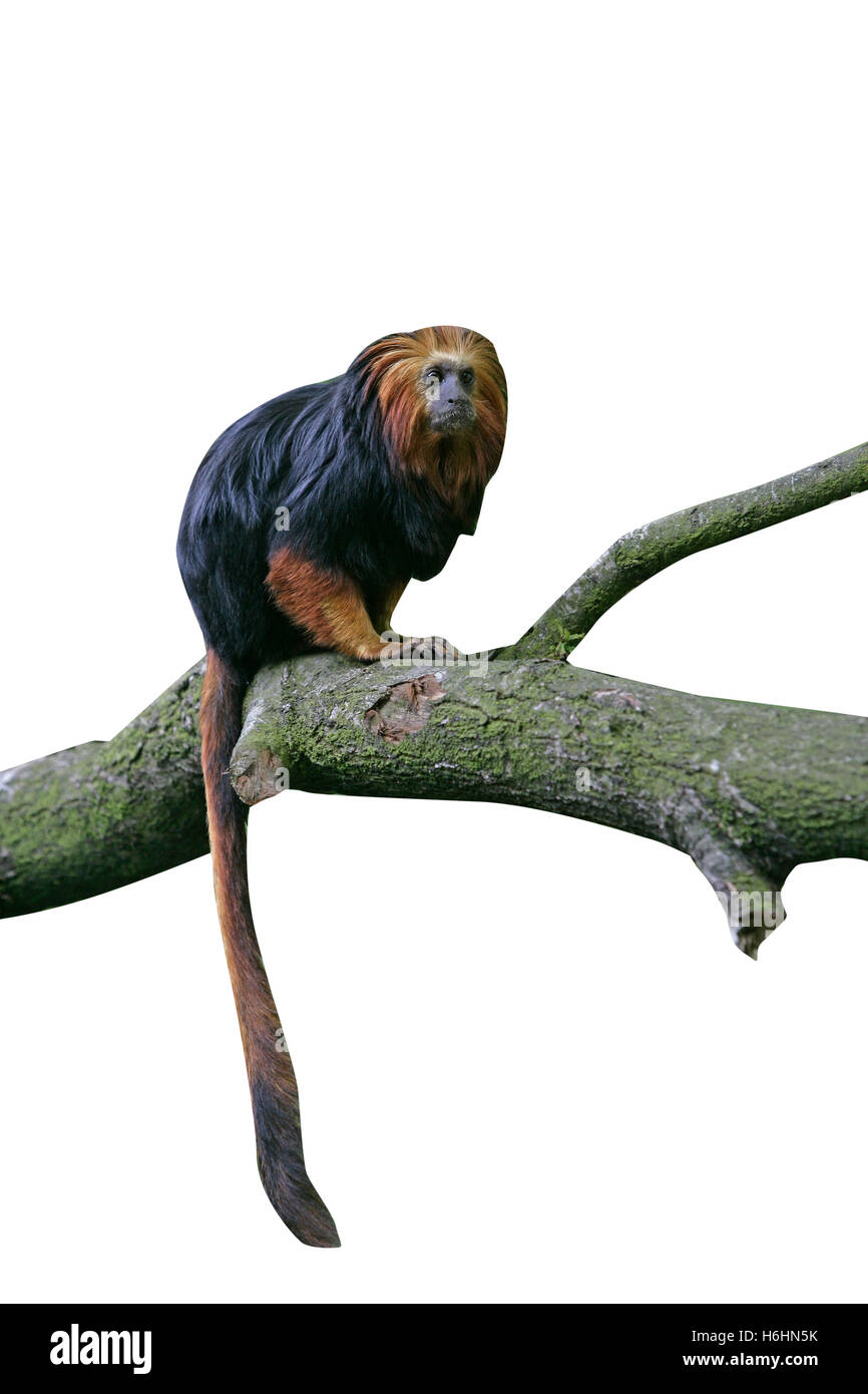 Golden-headed tamarin, Leontideus rosalia chrysomelas, single mammal on branch Stock Photo