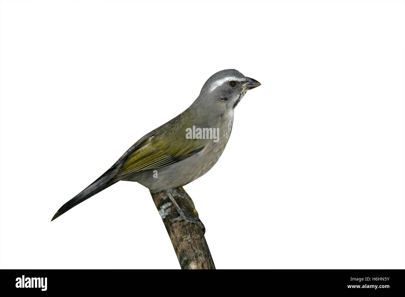 Green-winged saltator, Saltator similis, single bird on branch, Brazil Stock Photo