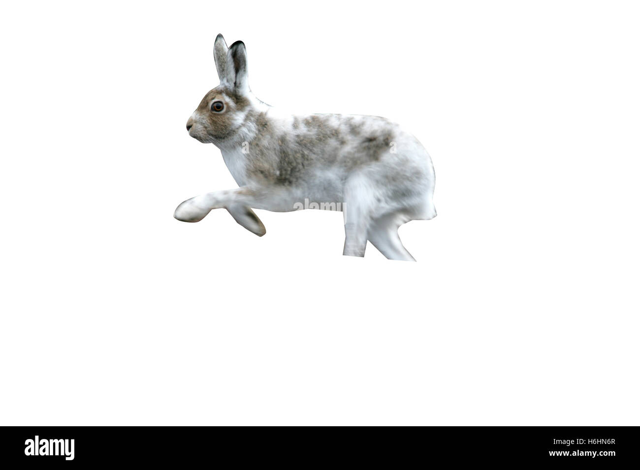 Mountain hare, Lepus timidus, single mammal on heather, spring coat, Scotland Stock Photo